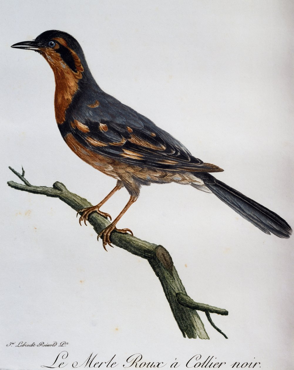 Merle roux collier noir, engraving from Histoire Naturelle des Oiseaux d