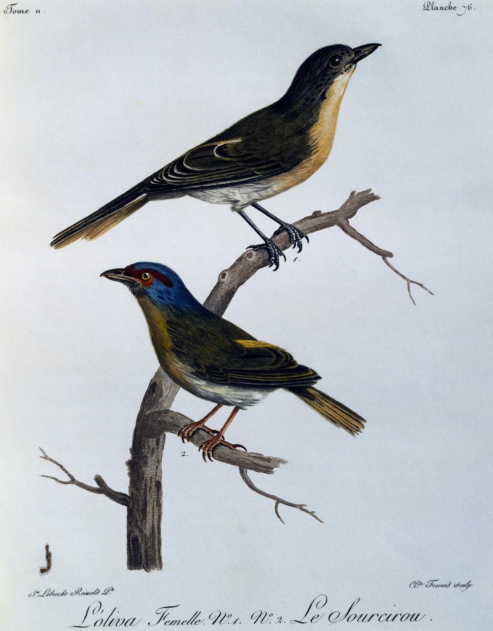Olive Bushshrike (Telophorus olivaceus), from Histoire Naturelle des Oiseaux d
