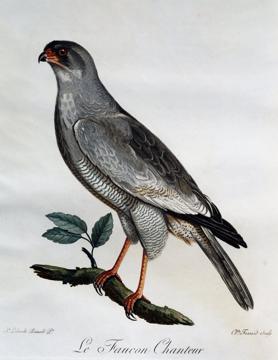 Pale Chanting-Goshawk (Melierax canorus) by Francois Le Vaillant