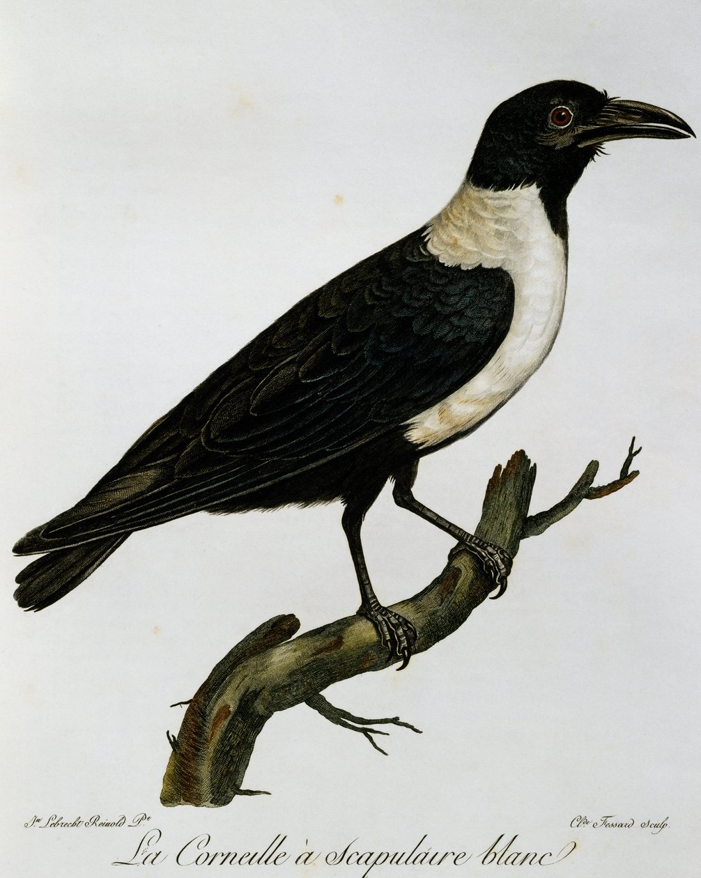 Pied Crow (Corvus albus) by Francois Le Vaillant