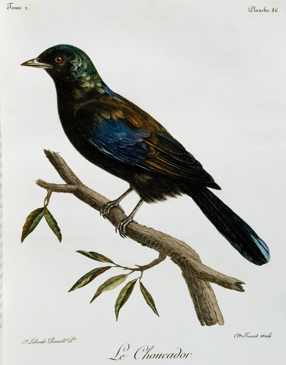 Principe Glossy-Starling (Lamprotornis ornatus), engraving from Histoire Naturelle des Oiseaux d
