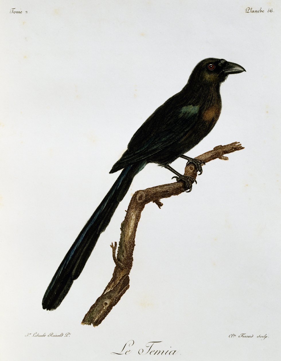 Racket-tailed Treepie (Crypsirina temia) by Francois Le Vaillant