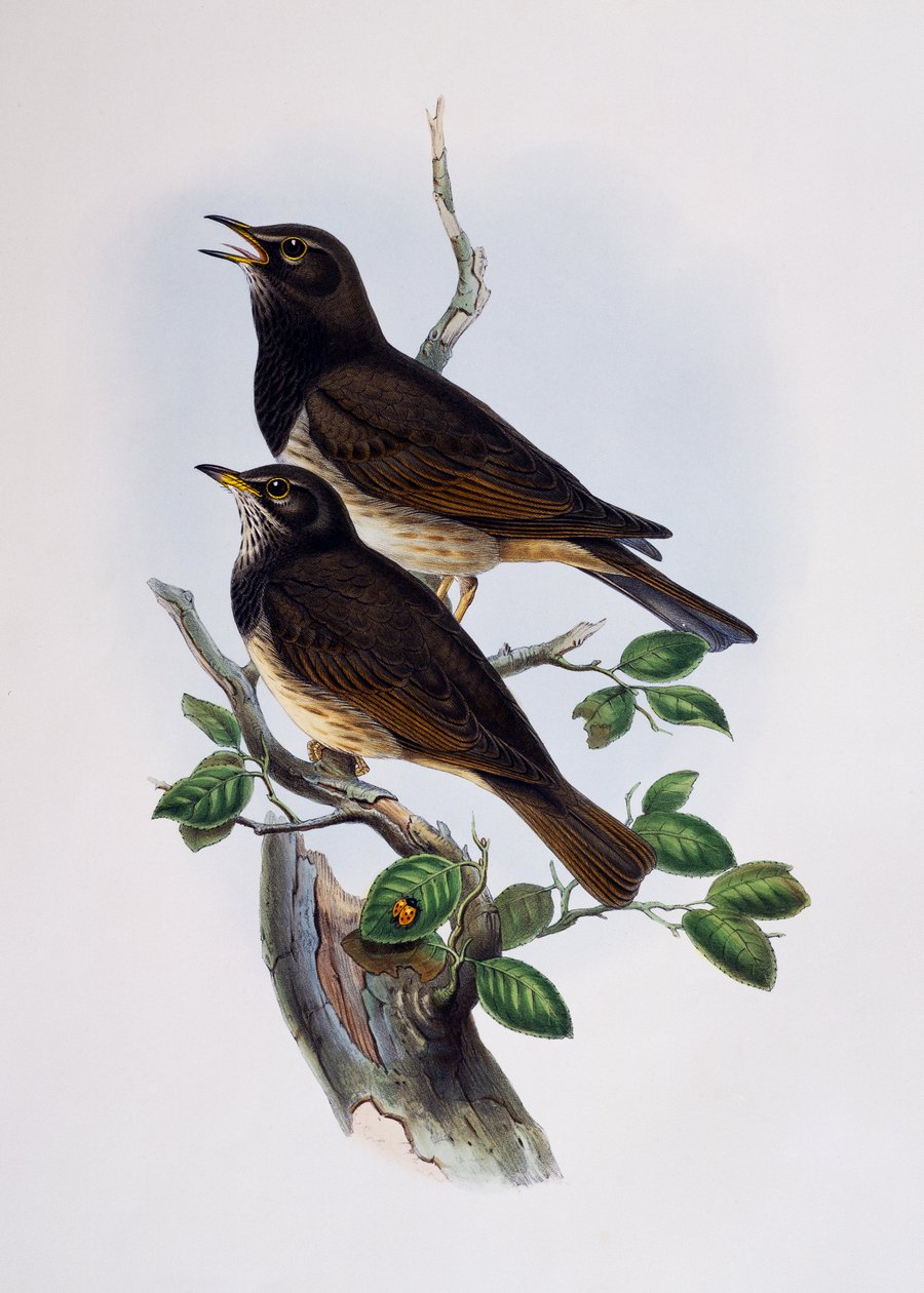 Red-shouldered Glossy-Starling (Lamprotornis nitens), Engraving from Histoire Naturelle des Oiseaux d