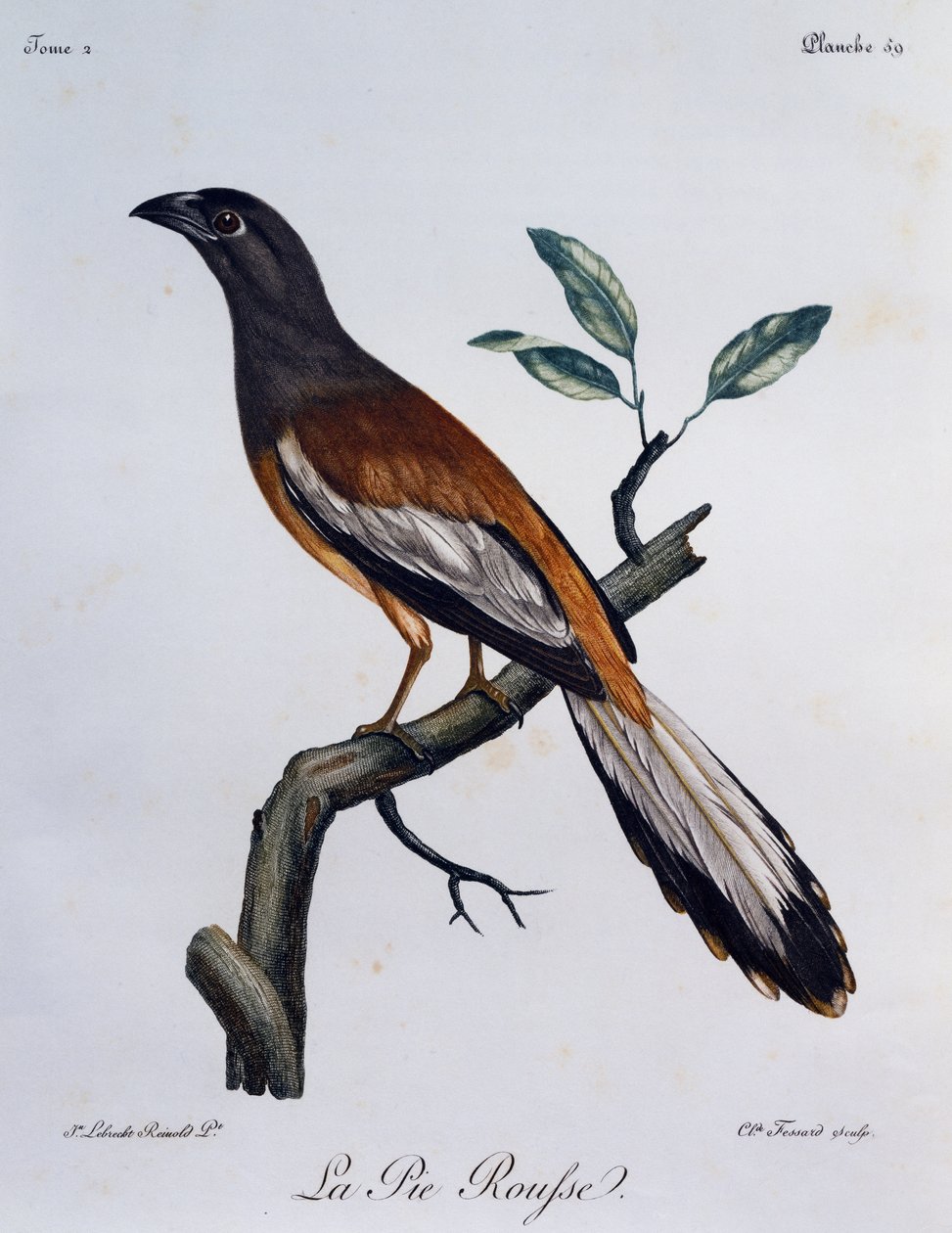 Rufous Treepie (Dendrocitta vagabunda) by Francois Le Vaillant