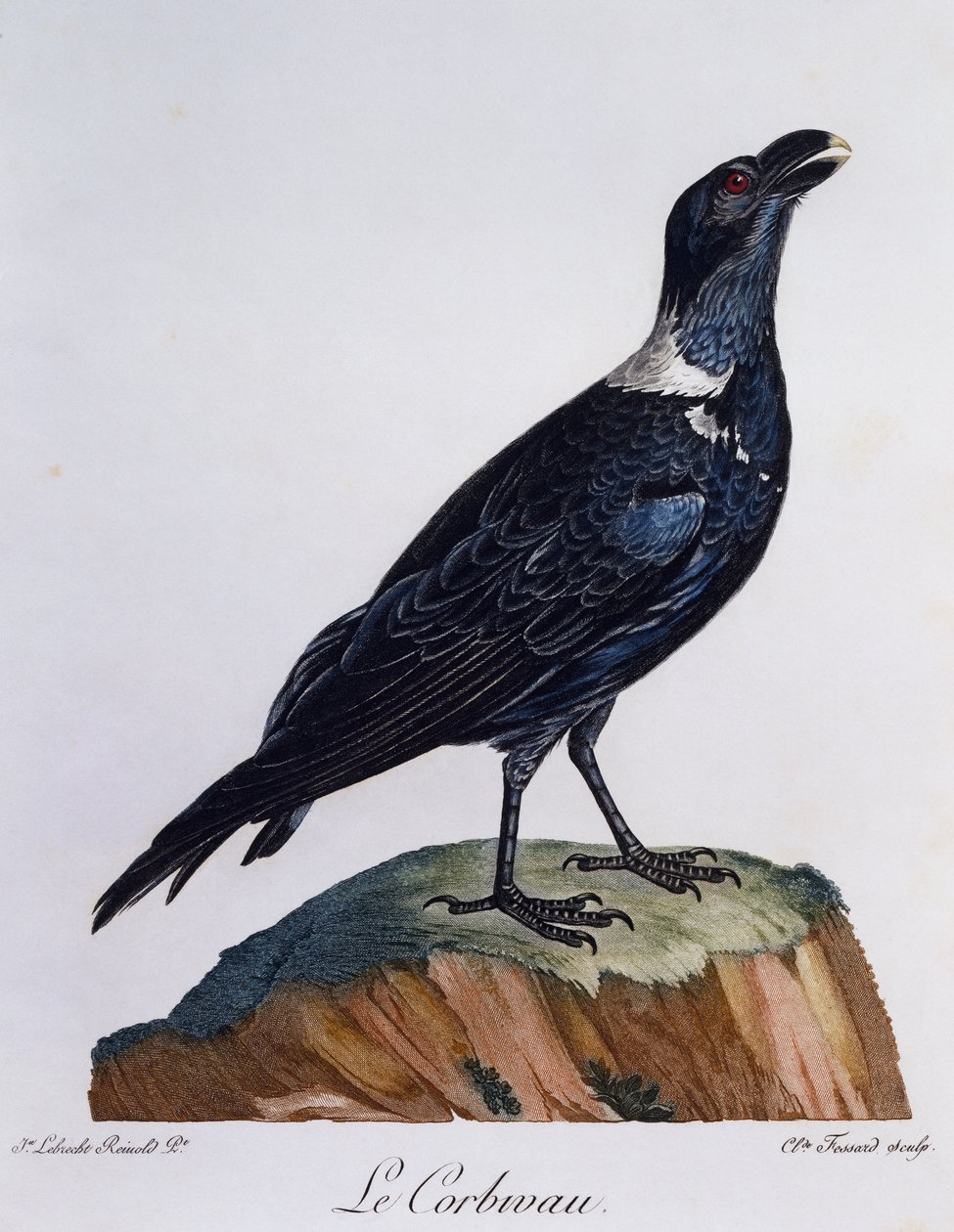 White-necked Raven (Corvus albicollis), engraving from Histoire Naturelle des Oiseaux d