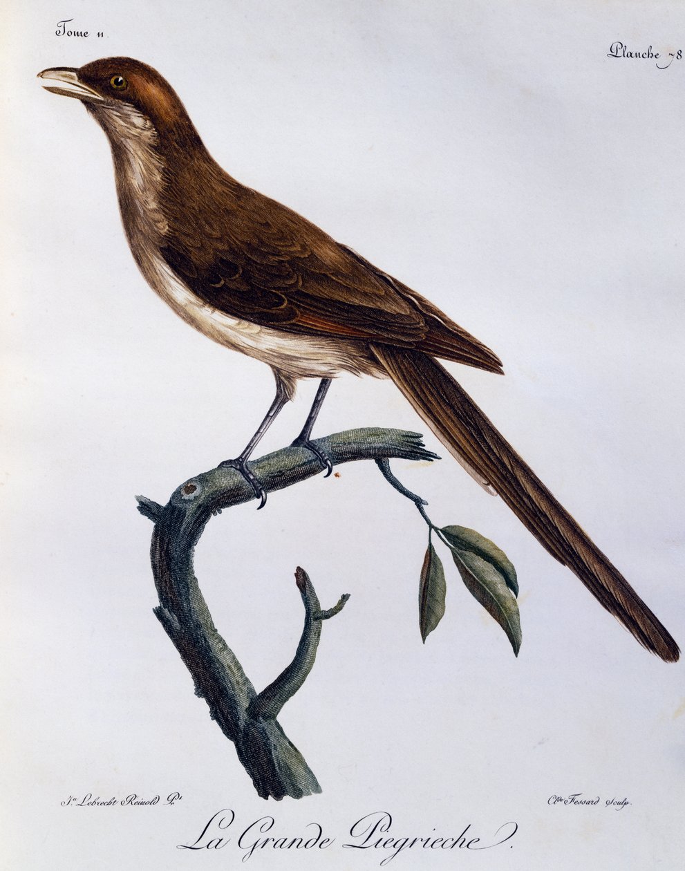 Yellow-billed Shrike (Corvinella corvina) by Francois Le Vaillant