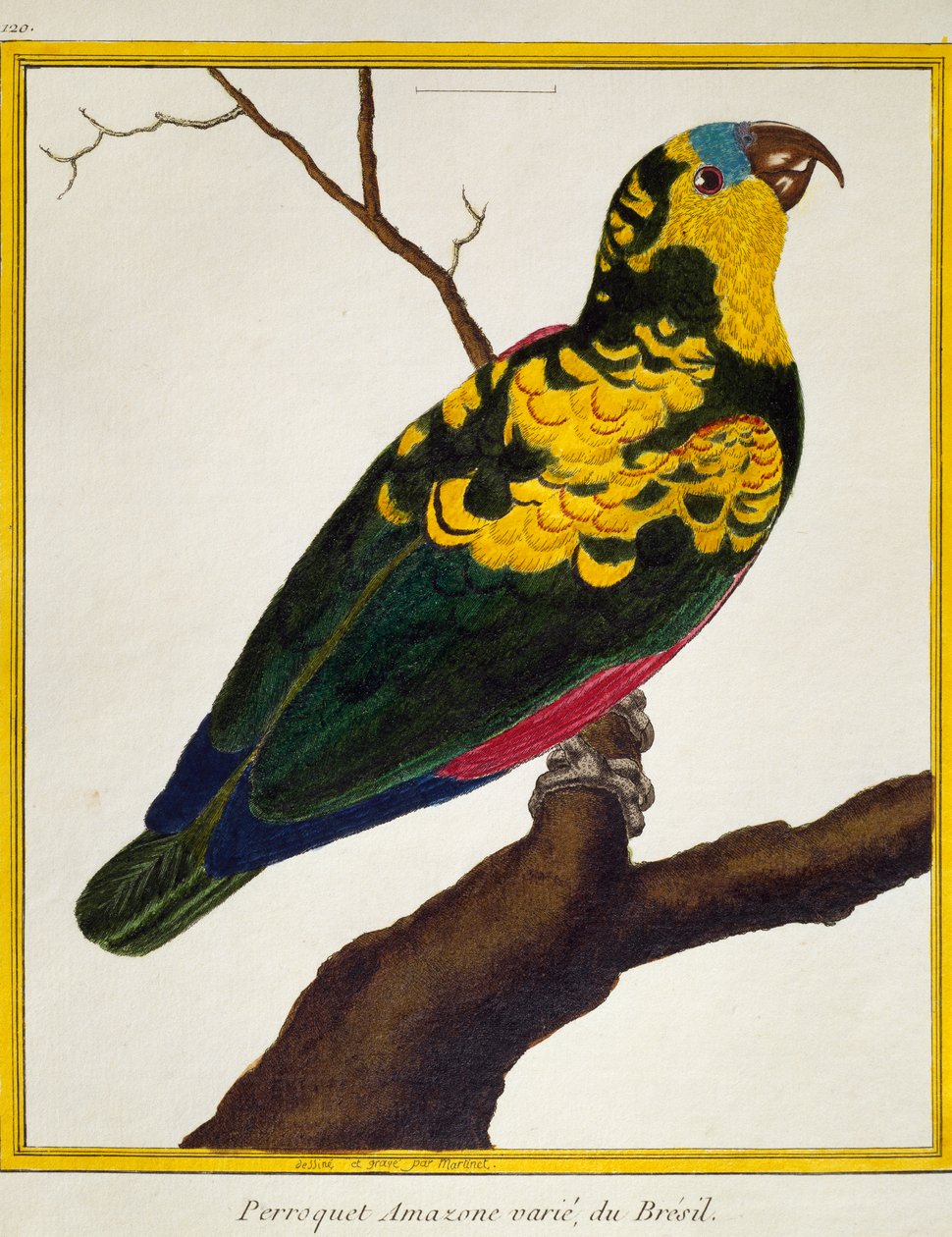 Blue-fronted Parrot (Amazona aestiva) by Francois Nicolas Martinet