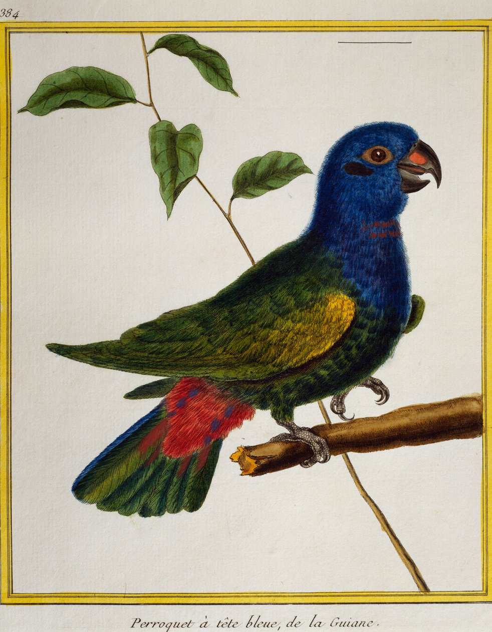Blue-headed Parrot, from Histoire naturelle des oiseaux by Francois Nicolas Martinet