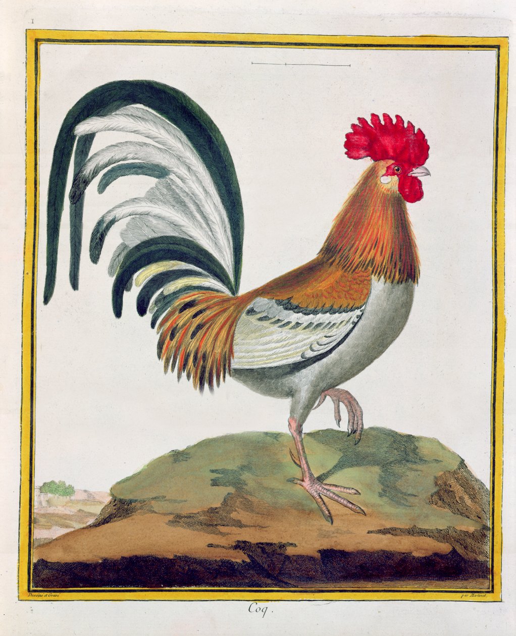 Cockerel, from 
