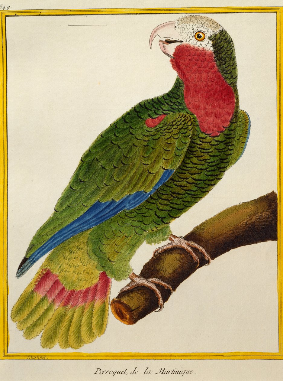 Cuban Parrot, from Histoire naturelle des oiseaux by Francois Nicolas Martinet