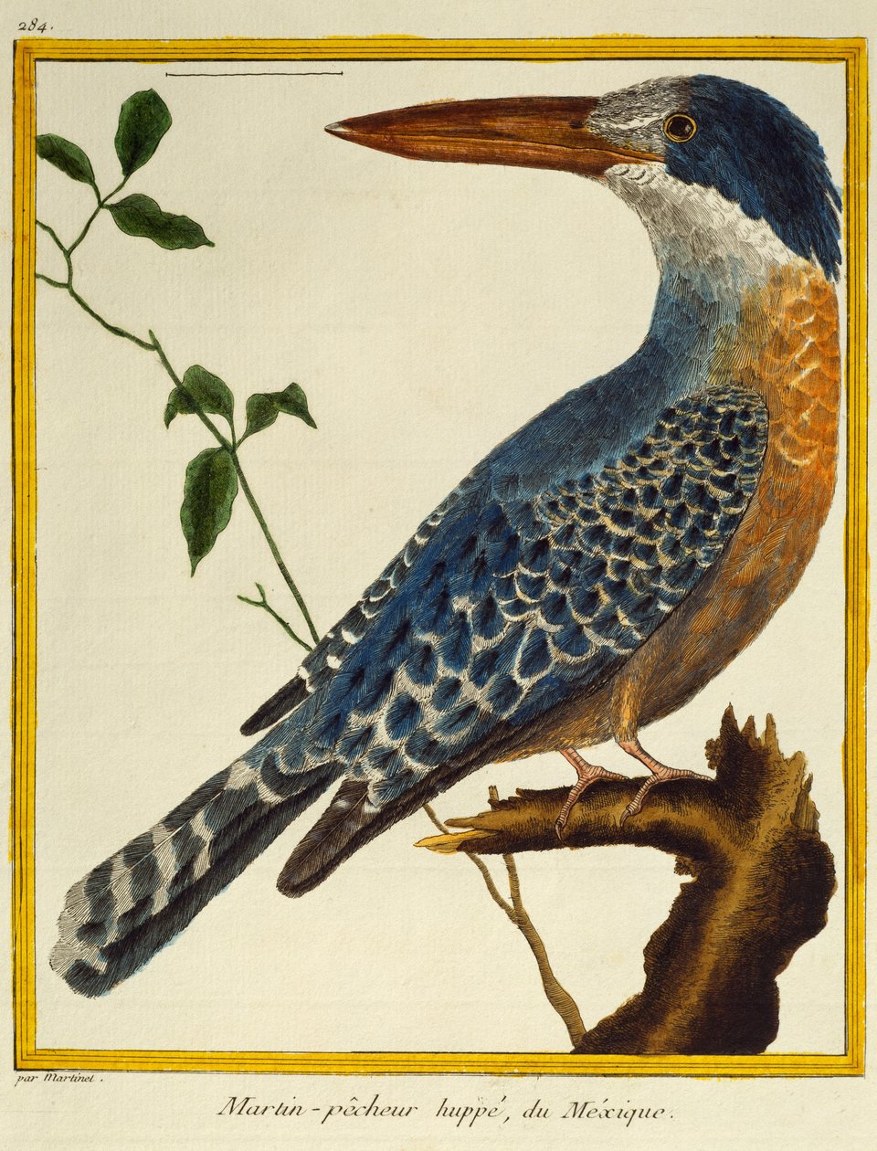 Giant Kingfisher (Megaceryle maxima) by Francois Nicolas Martinet