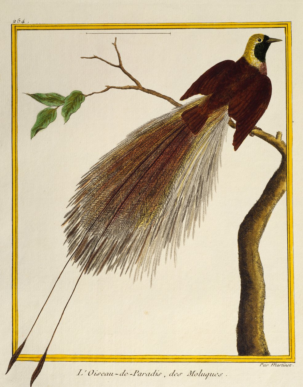 Greater Bird-of-Paradise (Paradisaea apoda) by Francois Nicolas Martinet
