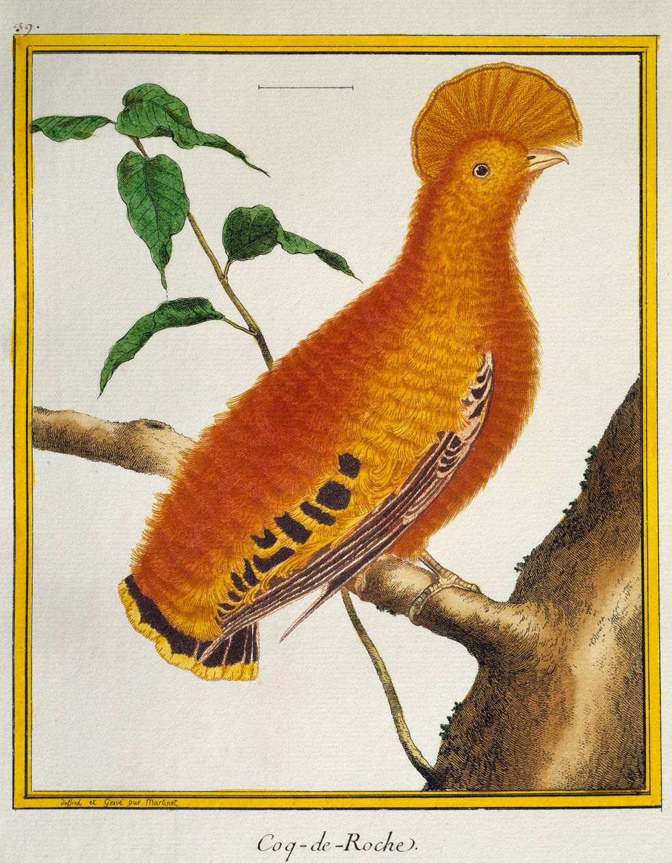 Guianan Cock-of-the-rock (Rupicola rupicola) by Francois Nicolas Martinet