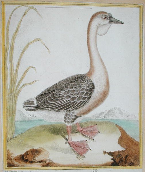 Guinea Duck, from 
