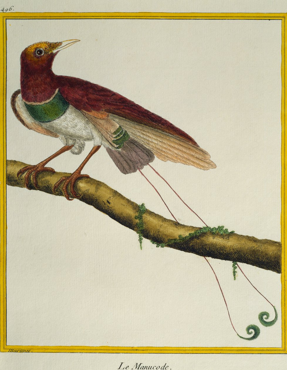 King bird-of-paradise (Cicinnurus regius), from the Histoire naturelle des oiseaux by Francois Nicolas Martinet