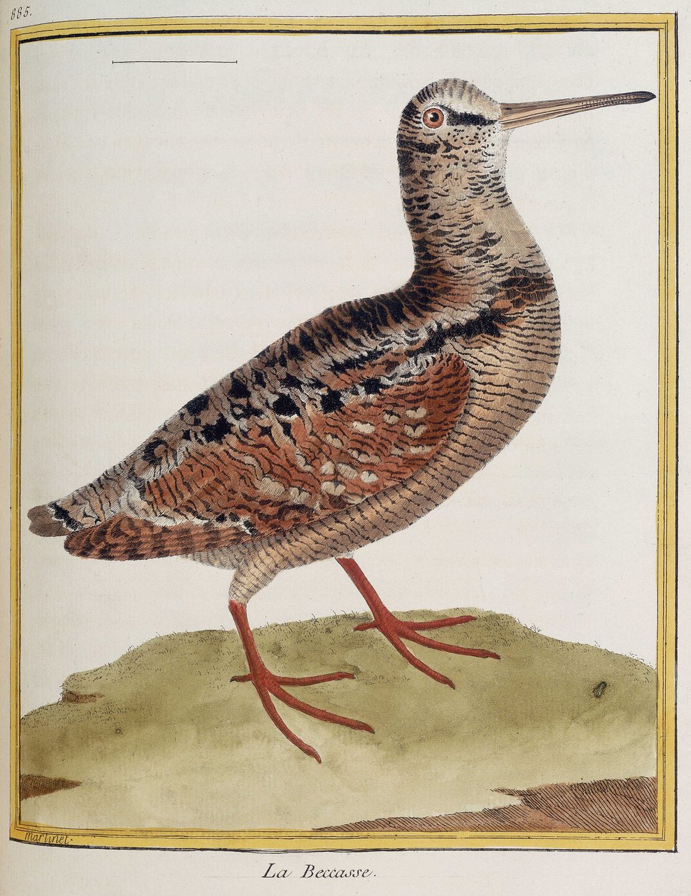 La becasse, plate 885 of zoology from 