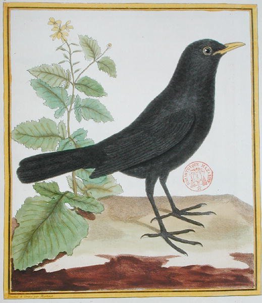Male French Blackbird, from 