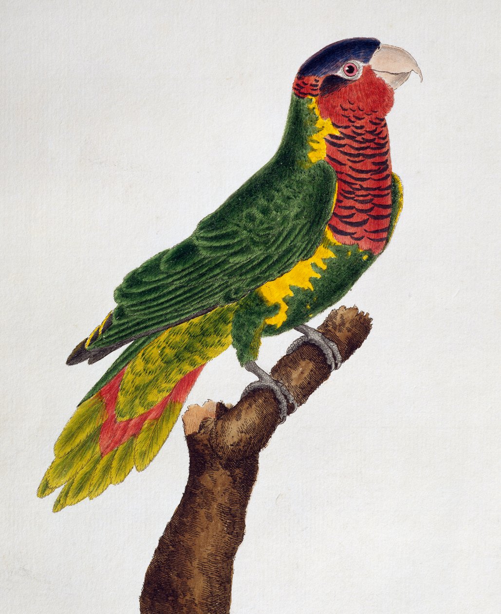 Ornate Lorikeet (Trichoglossus ornatus), from Histoire naturelle des oiseaux by Francois Nicolas Martinet