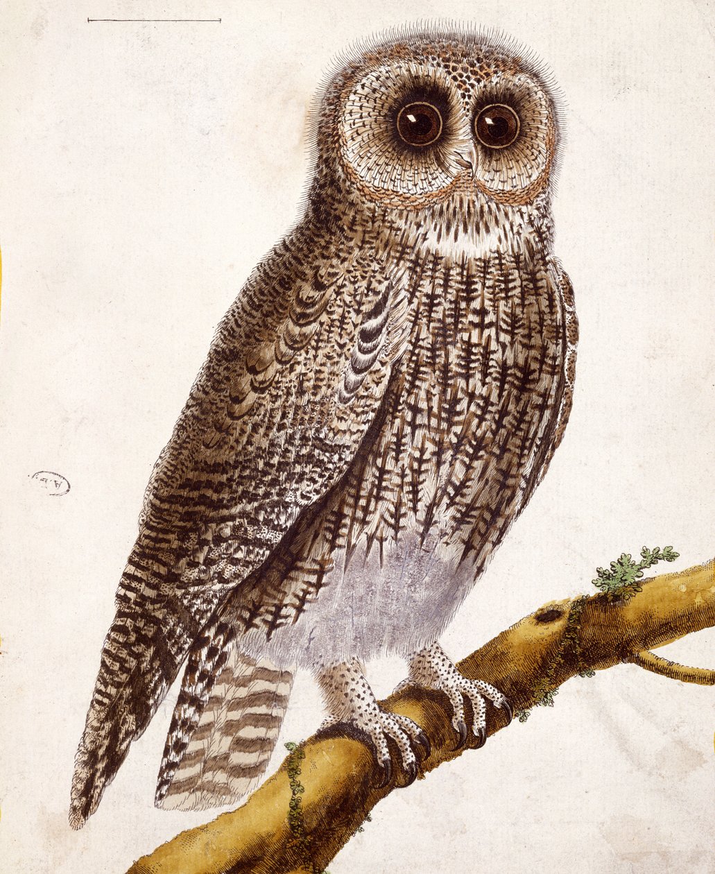 Owl (from 