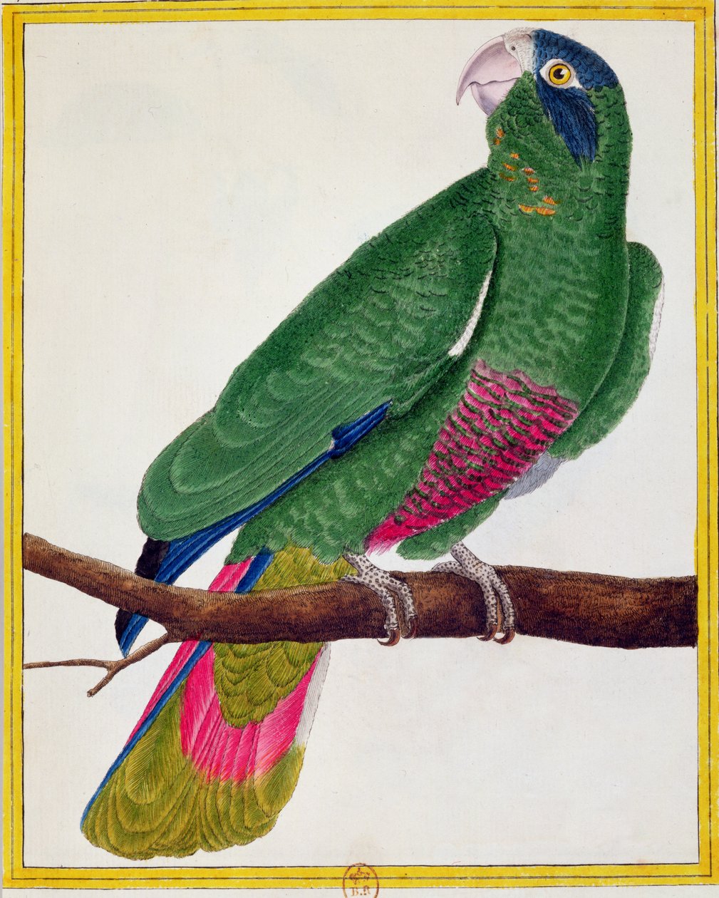 Parrot, from 