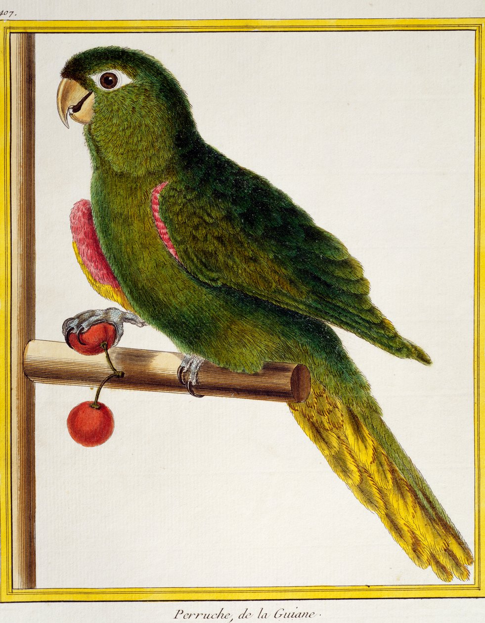 Red-shouldered Macaw (Diopsittaca nobilis), from Histoire naturelle des oiseaux by Francois Nicolas Martinet