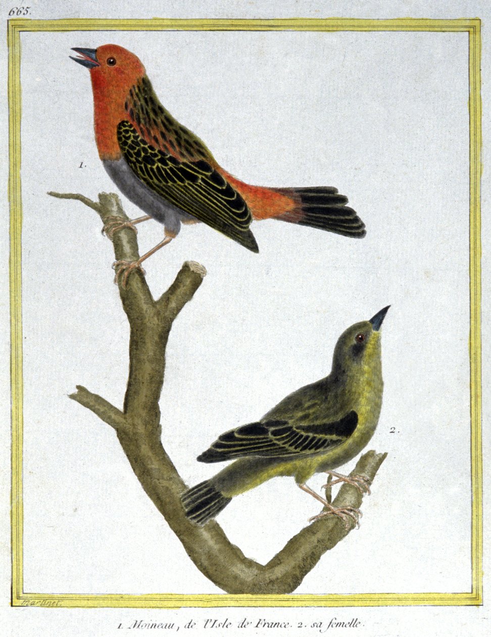 House Sparrow of Ile de France. Engraving by Francois Nicolas Martinet in: Histoire naturelle des oiseaux, by Georges Louis Leclerc de Buffon, France, c.1777 (colour engraving) by Francois Nicolas Martinet