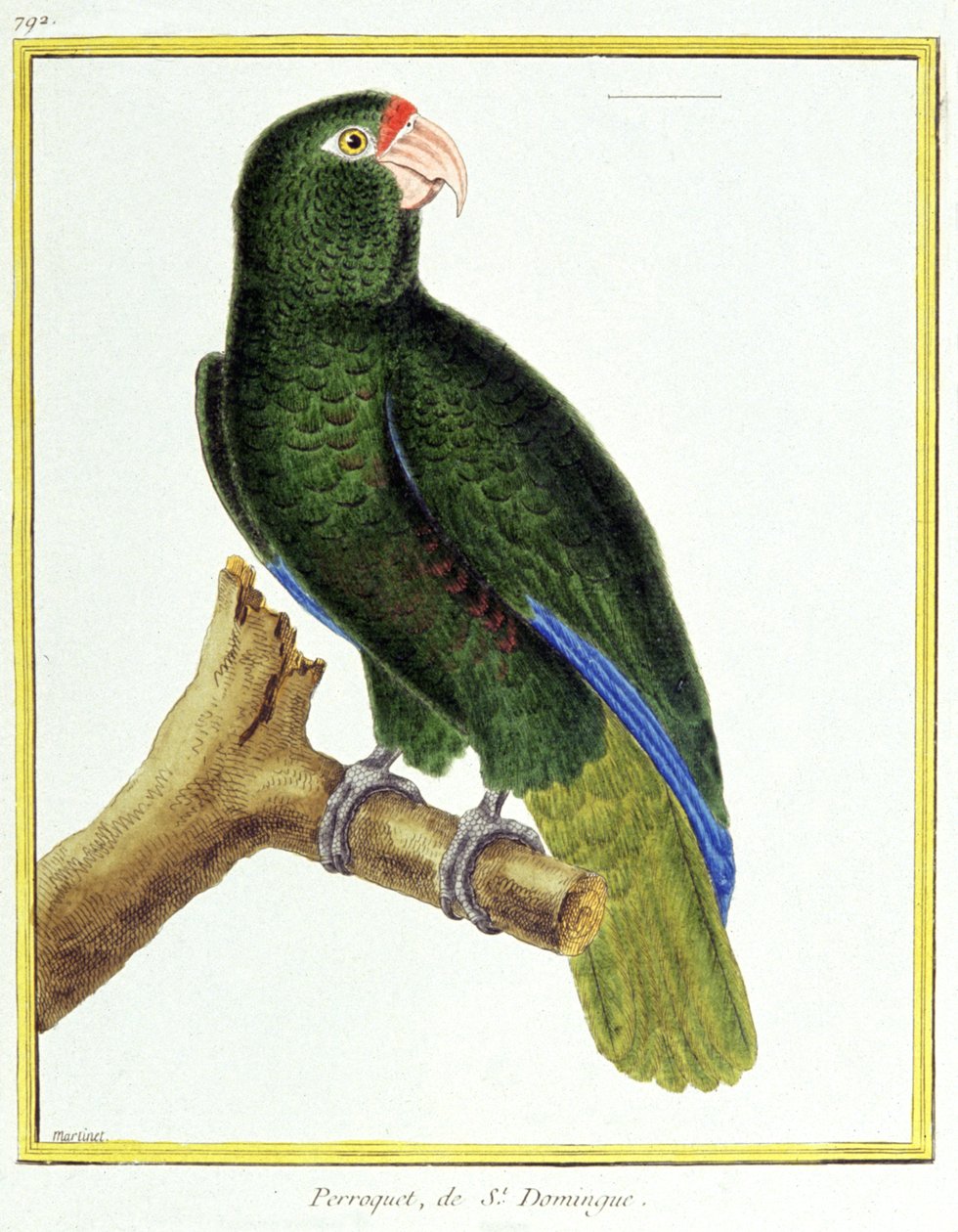 Parrot of Santo Domingo. Engraving by Francois Nicolas Martinet in: Histoire naturelle des oiseaux, by Georges Louis Leclerc de Buffon, France, c.1777 by Francois Nicolas Martinet