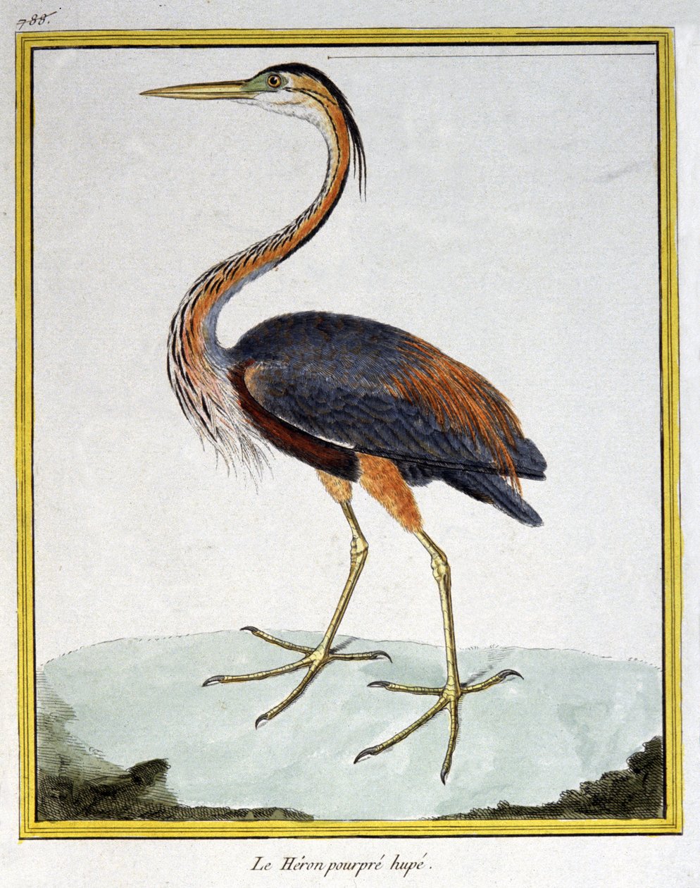 Purple Heron. Engraving by Francois Nicolas Martinet in: Histoire naturelle des oiseaux, by Georges Louis Leclerc de Buffon, France, c.1777 by Francois Nicolas Martinet