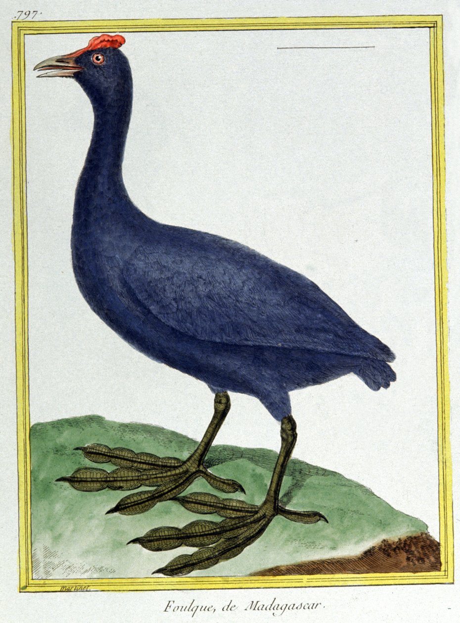 Red knobbed coot (of Madagascar). Engraving by Francois Nicolas Martinet in: Histoire naturelle des oiseaux, by Georges Louis Leclerc de Buffon, France, c.1777 by Francois Nicolas Martinet