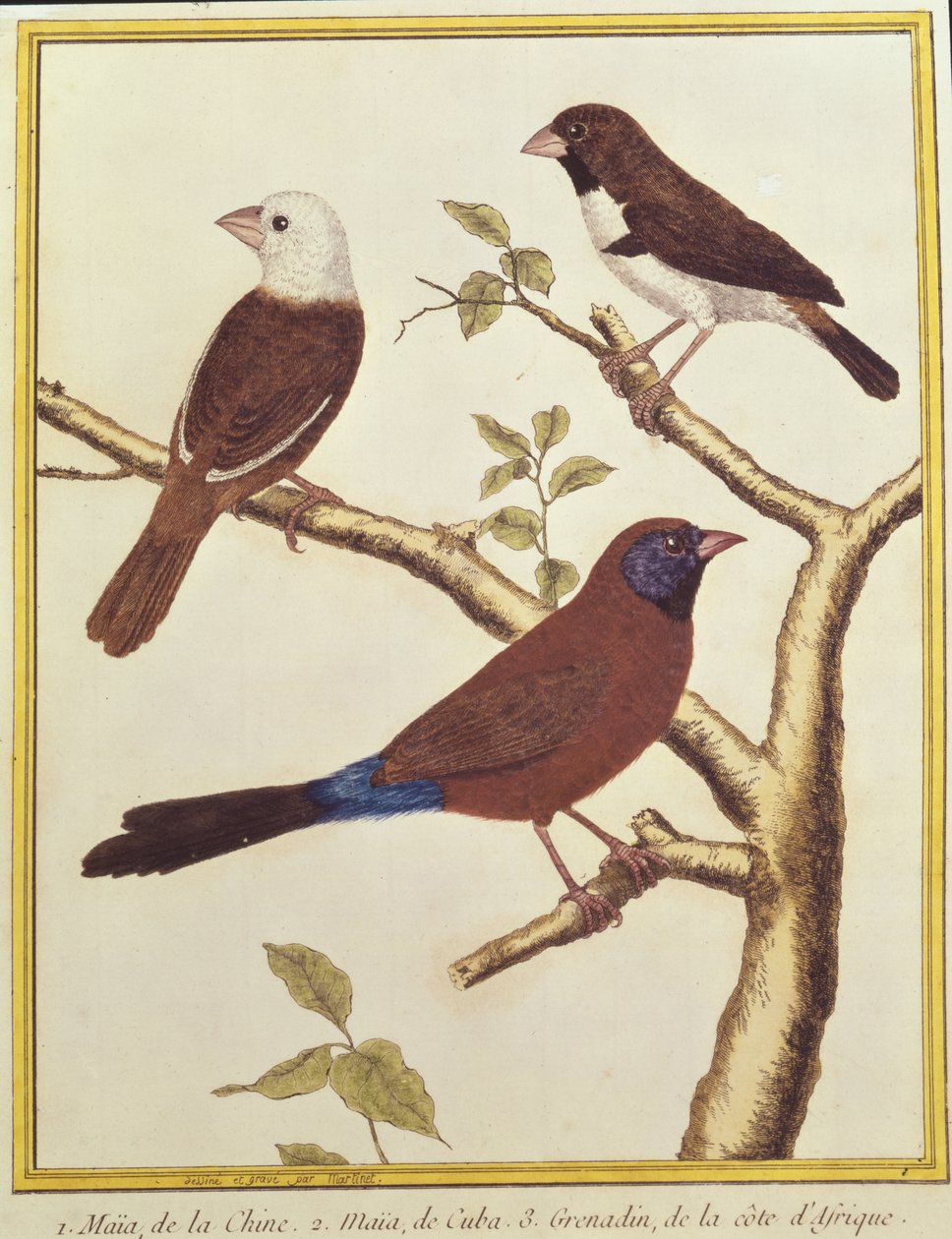 White-headed Munia, Double Coloured Seed Eater and Violet Eared Waxbill by Francois Nicolas Martinet