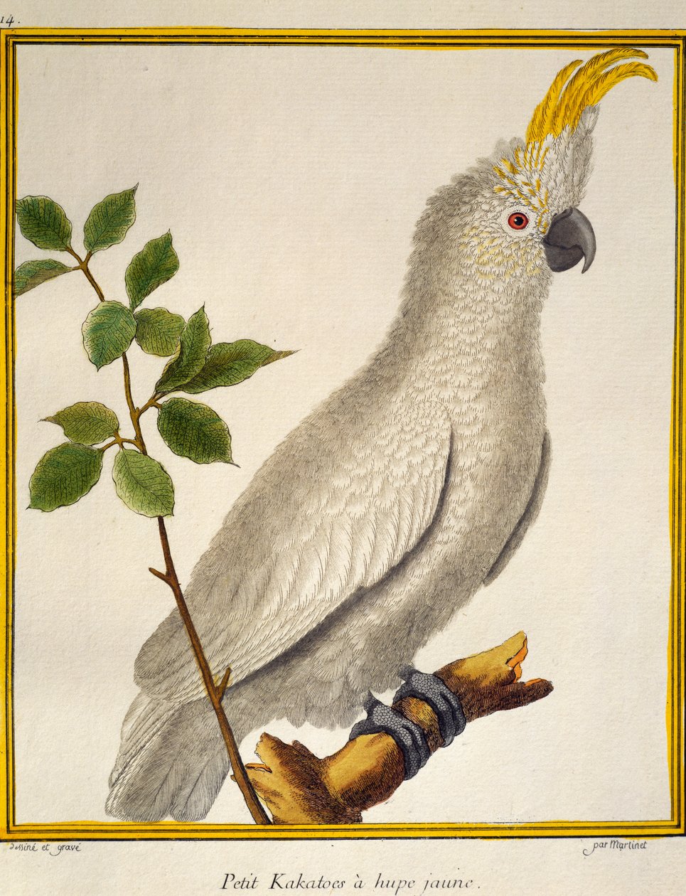 Yellow-crested Cockatoo, from Histoire naturelle des oiseaux by Francois Nicolas Martinet