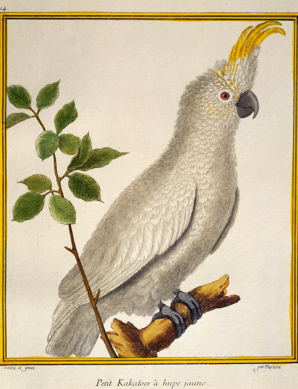 Yellow-crested Cockatoo (Cacatua sulphurea), from Histoire naturelle des oiseaux by Francois Nicolas Martinet