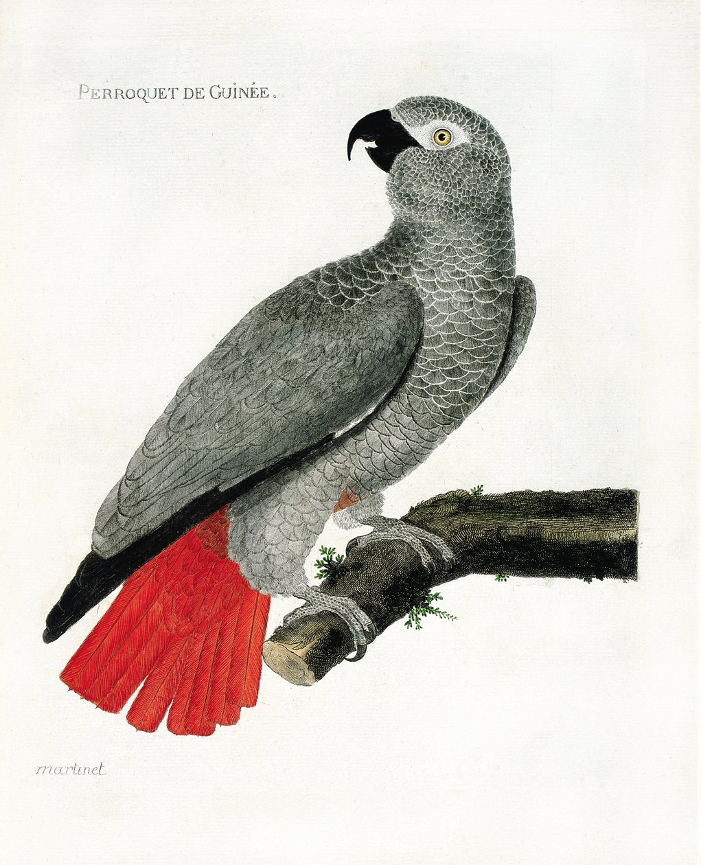 Zoological Chart (Ornithology): The Guinee Parrot (Grey Parrot or Psittacus Erythacus) on a Branch. Illustration in 