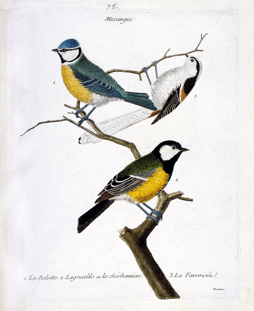 Zoological board (ornithology): Mesanges. 1: the belotte (blue mesange or appeared caeruleus), 2. the pleasant or the charbonniere (mesange charbonniere or parus major. 3. The favoured (long-tailed mesange or aegithalos caudatus) on a branch. Illustration  by Francois Nicolas Martinet