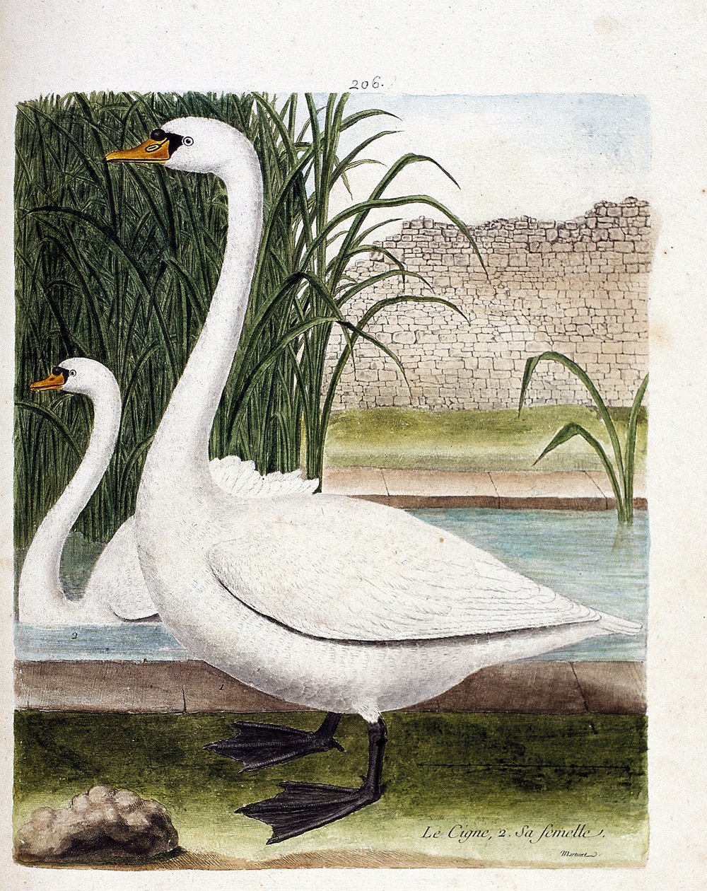 Zoological board (ornithology): in front: the swan and behind its female (tuber swan or cygnus olor). Illustration in 