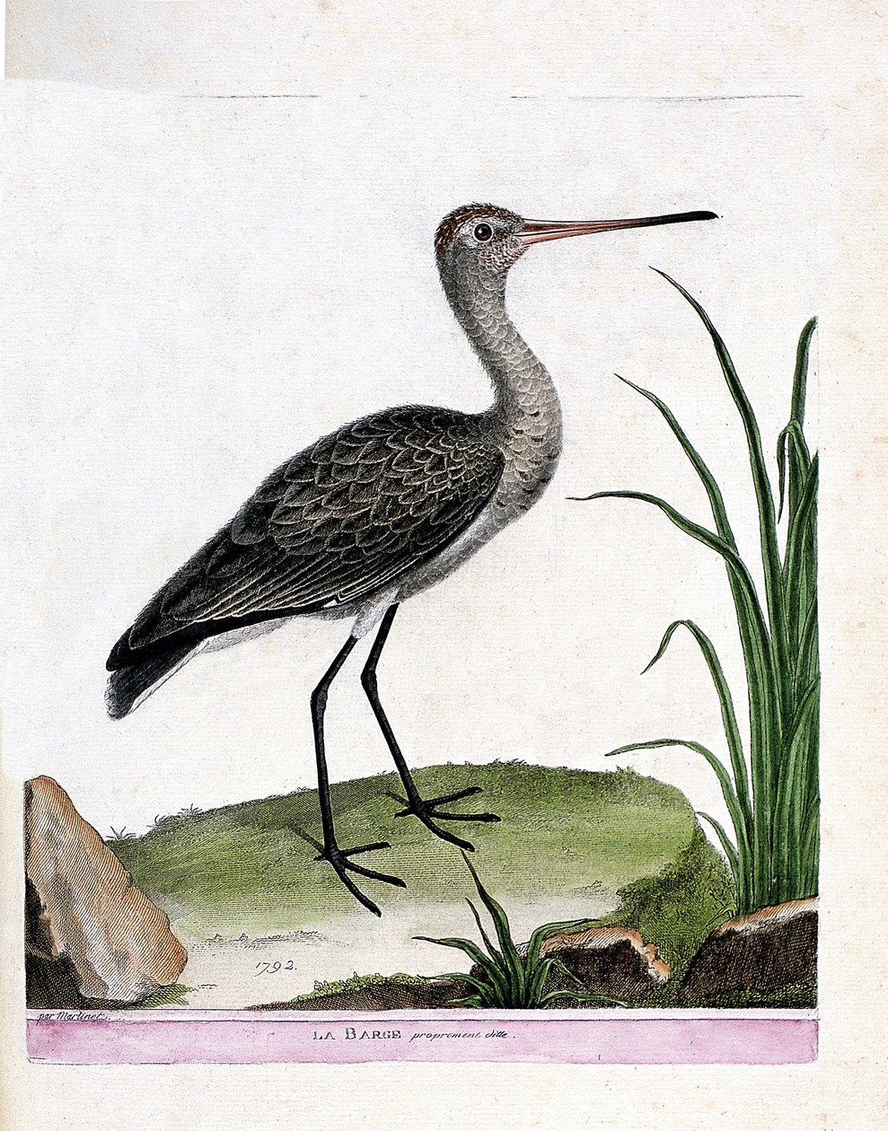 Zoological board (ornithology): the barge itself (limosa limosa). Illustration in 