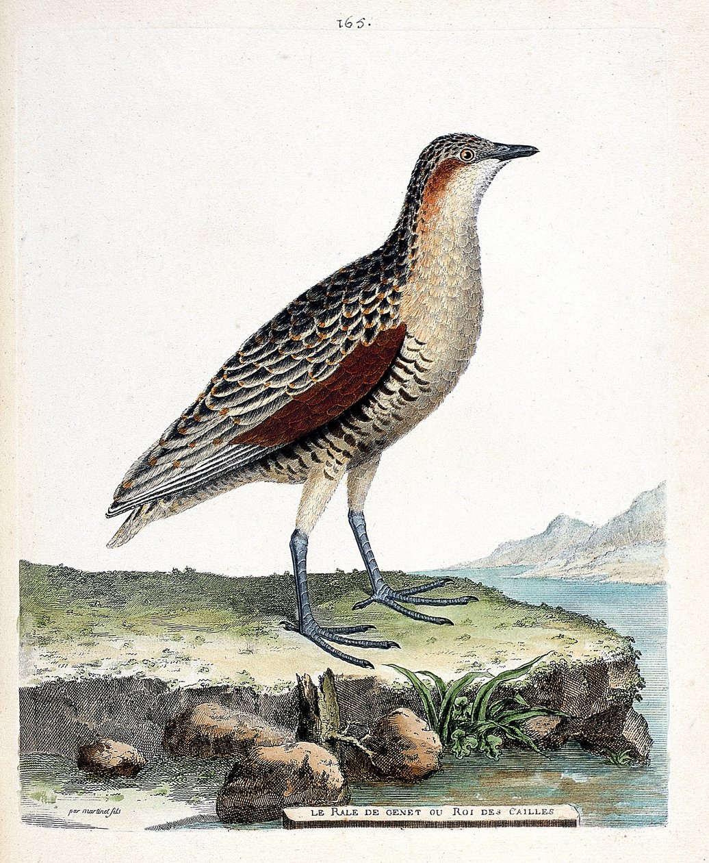 Zoological board (ornithology): knee rale or quail king (crex crex). Illustration in 