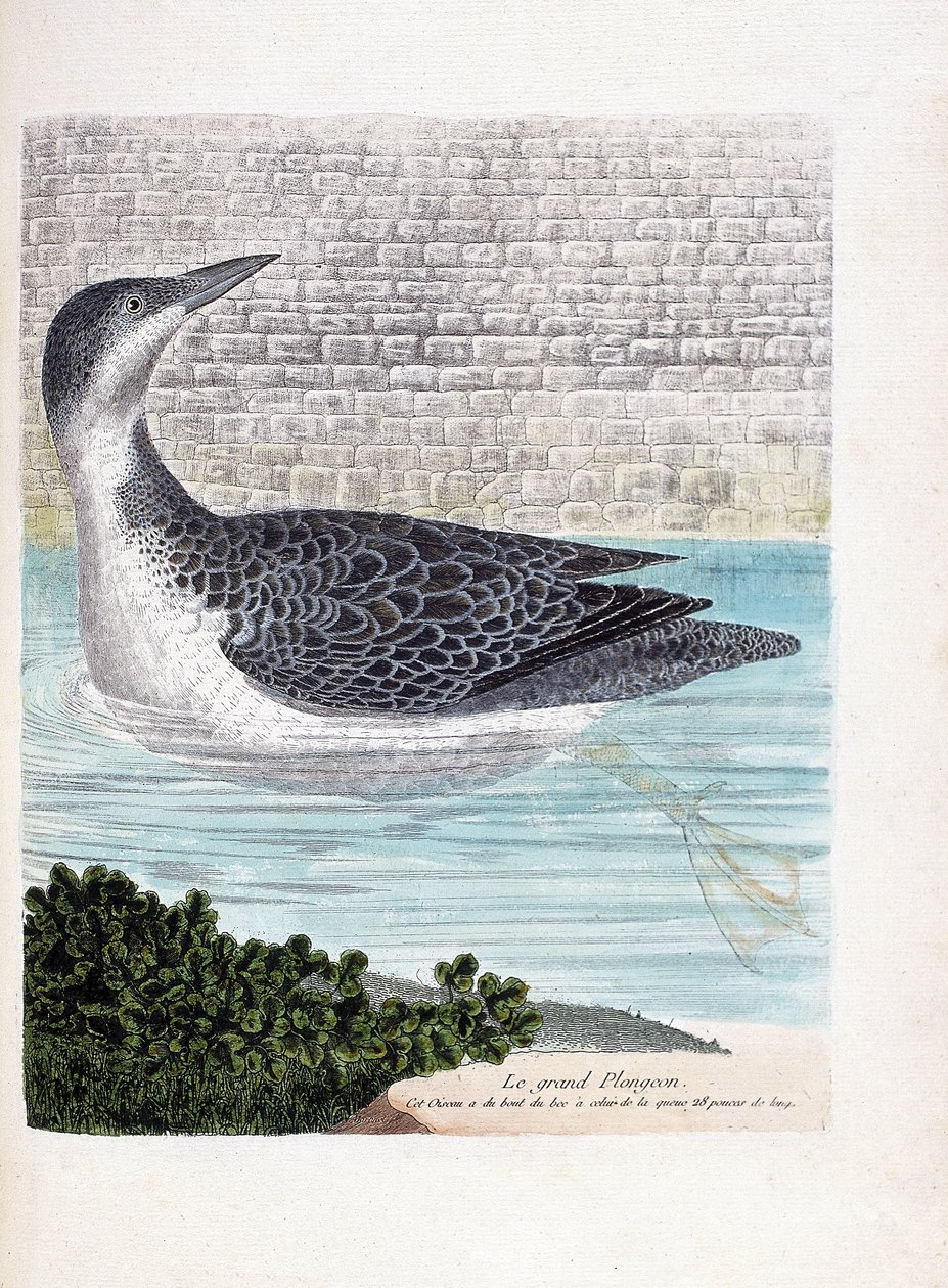 Zoological board (ornithology): the large dive. Illustration in 