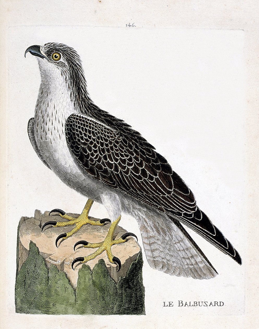 Zoological board (ornithology): the osprey (osprey or pandion haliaetus). Illustration in 