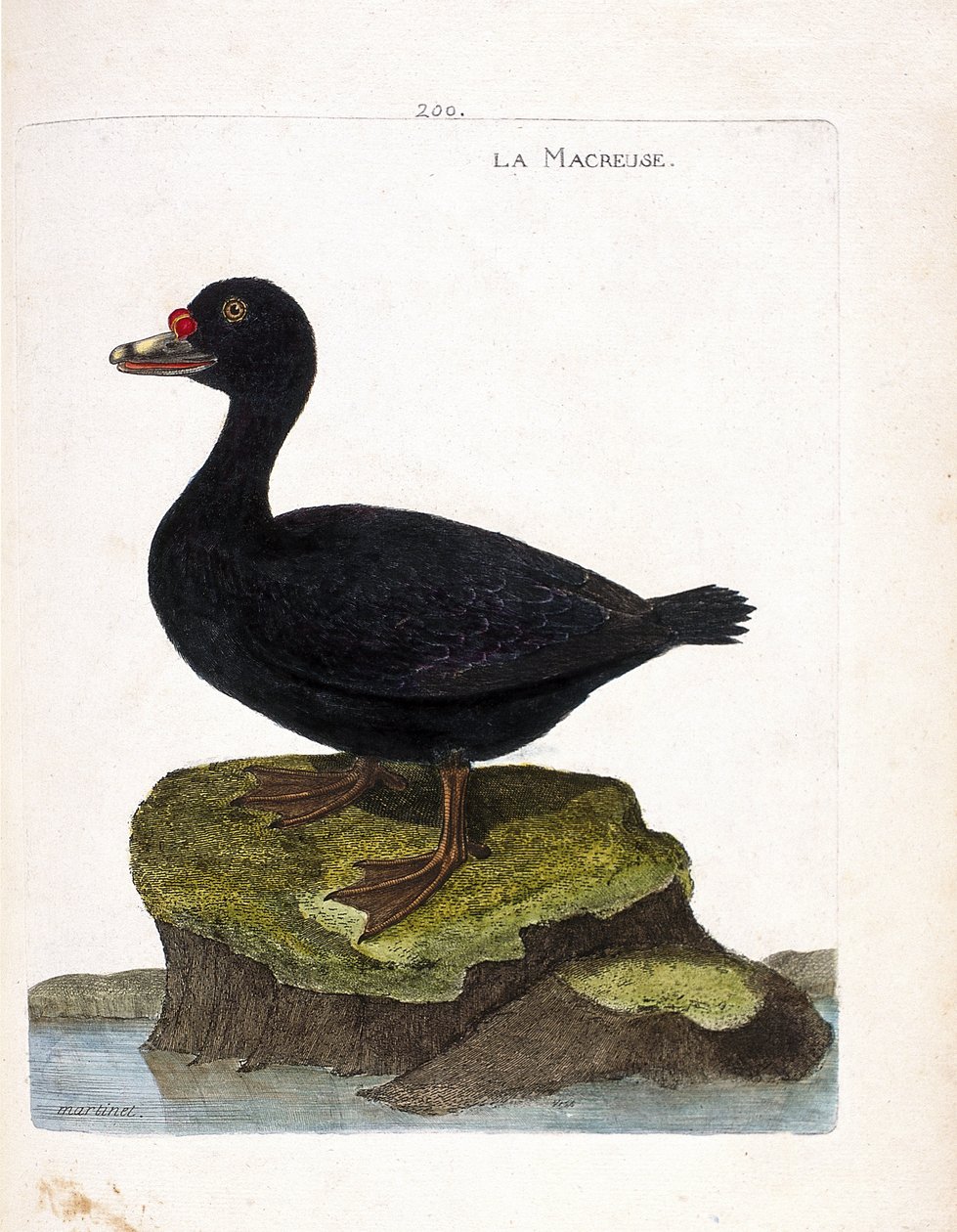 Zoological board (ornithology): scoter (black scoter or melanitta nigra). Illustration in 