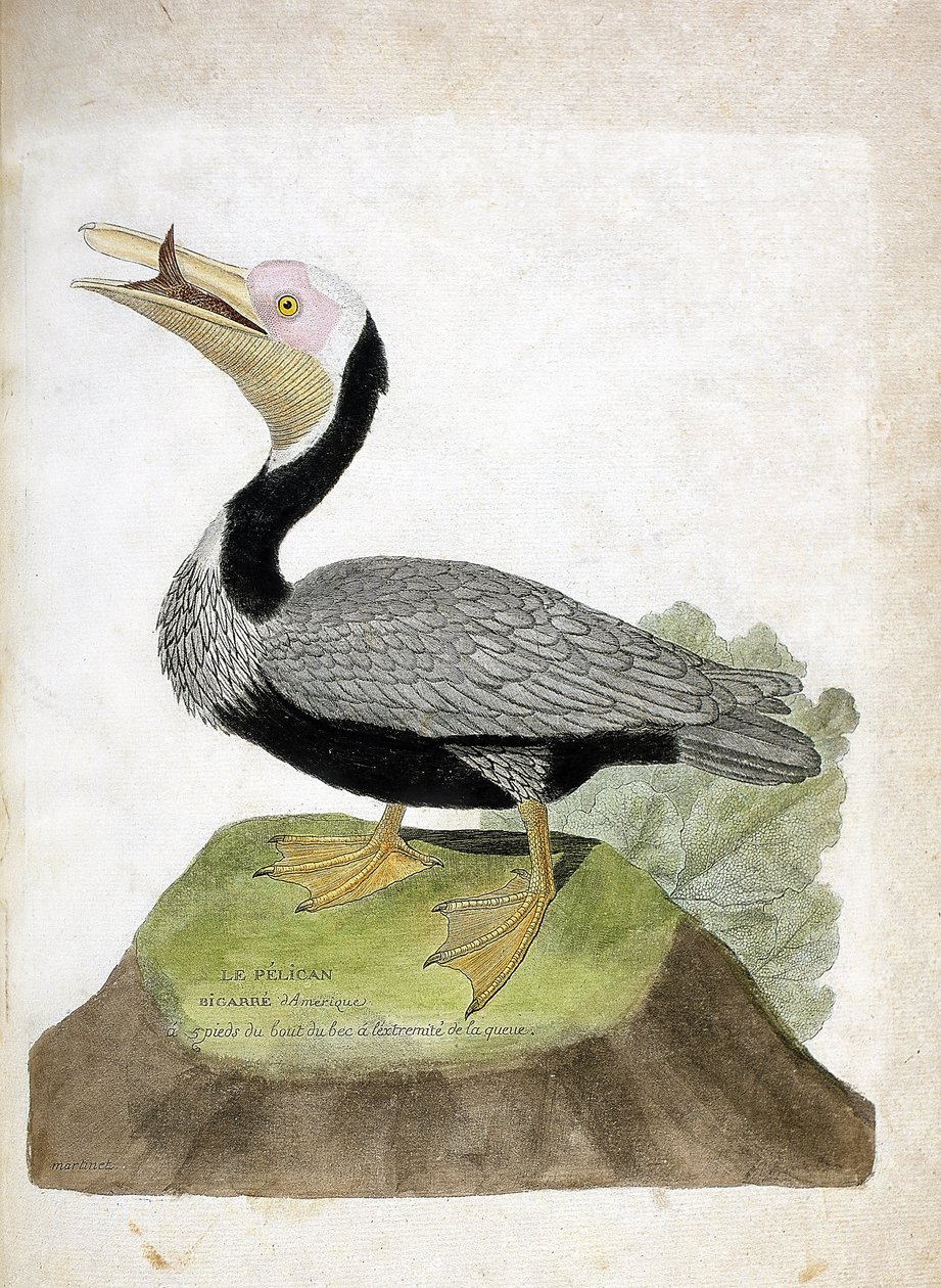 Zoological chart (ornithology): American bigarre pelican. Illustration in 
