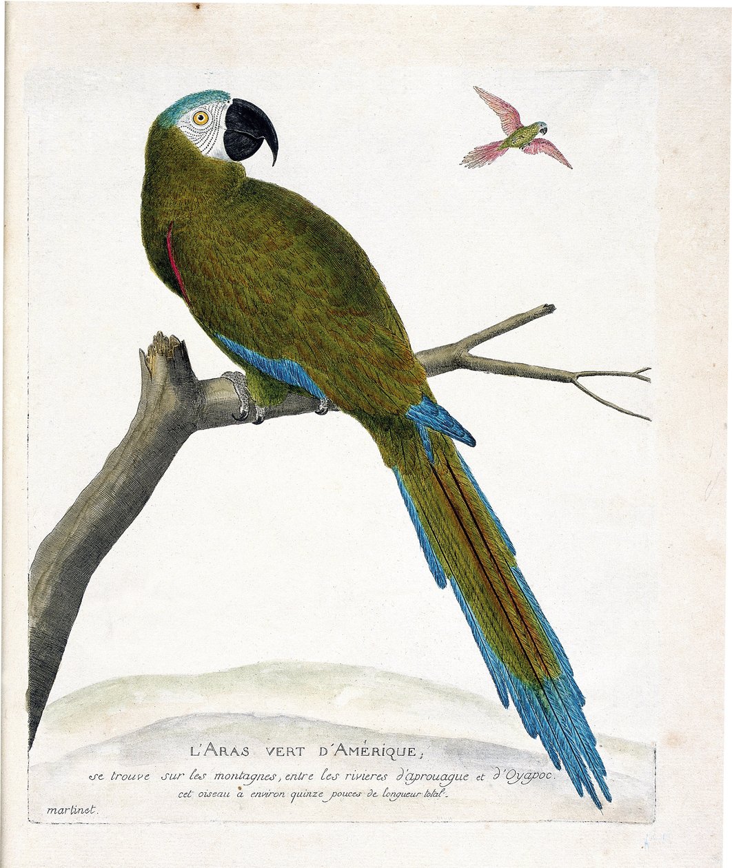 Zoological chart (ornithology): American green aras (Ara vert or ara severa) on a branch. Illustration in 