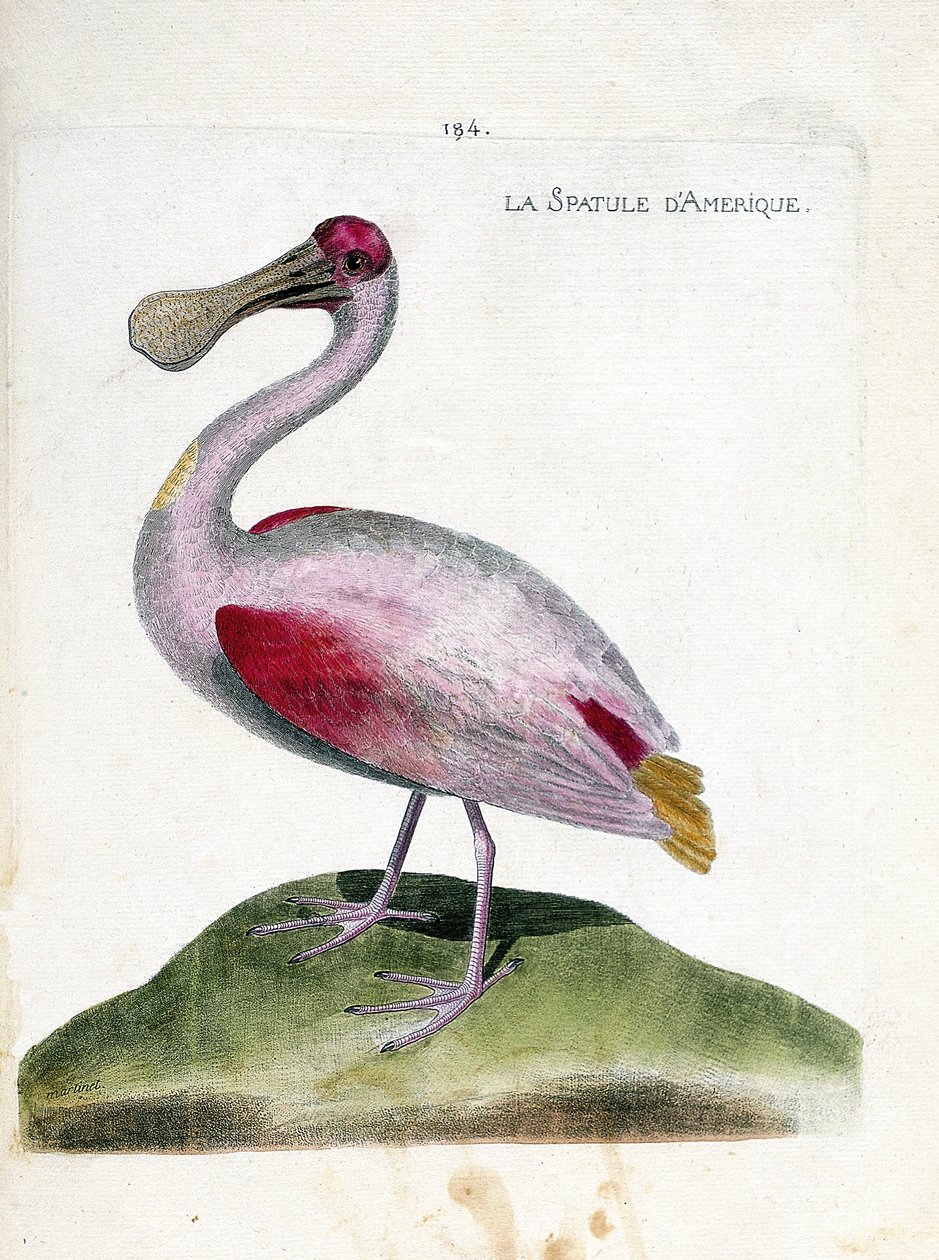 Zoological chart (ornithology): American spatula (pink spatula or platalea ajaja). Illustration in 
