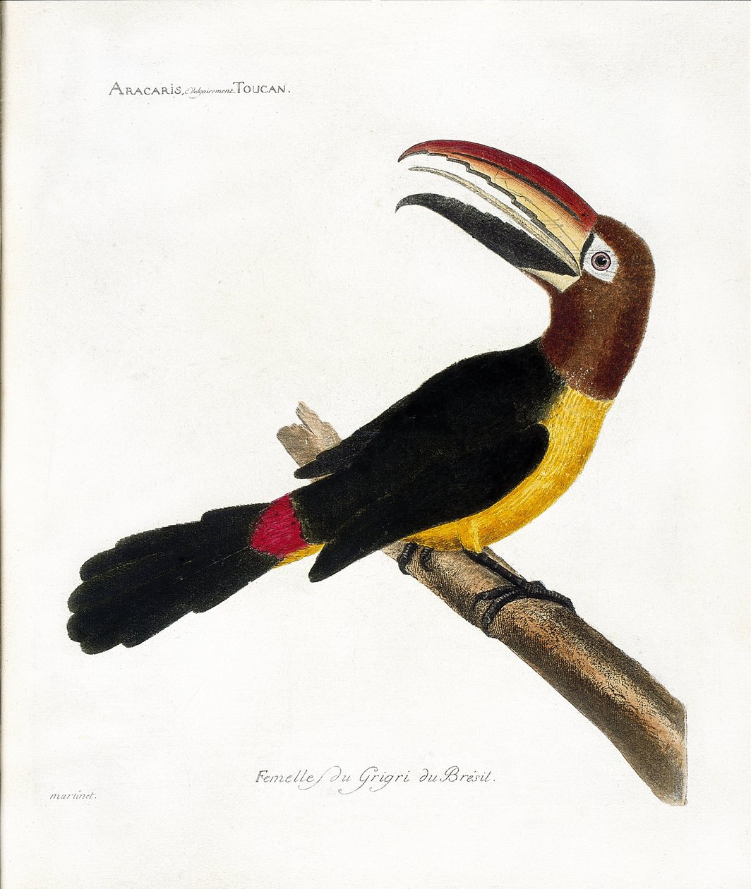 Zoological chart (ornithology): Aracaris, vulgly toucan (green aracari or pteroglossus viridis) by Francois Nicolas Martinet