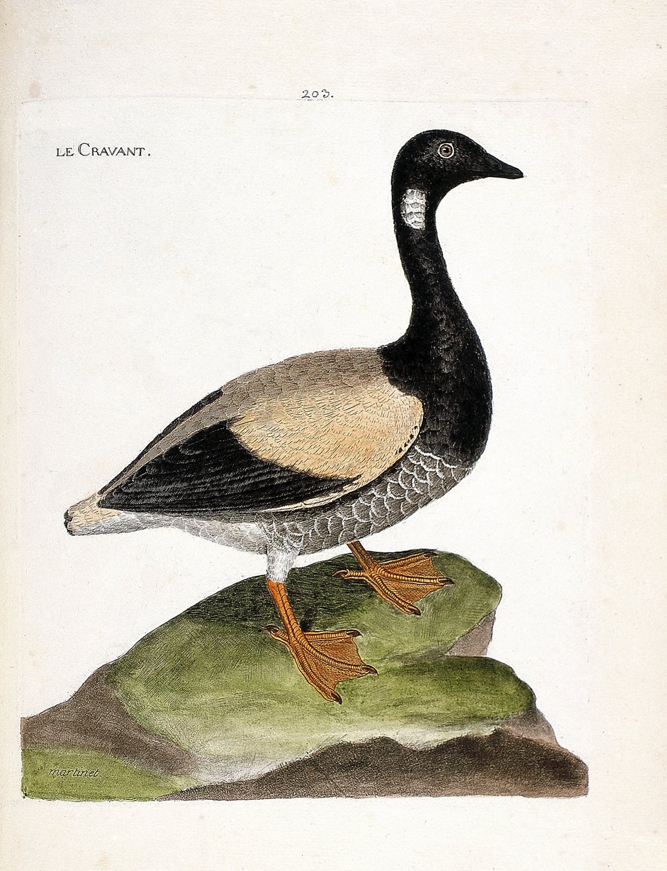 Zoological chart (ornithology): Brant (brant or branta bernicla). Illustration in “The History of the Birds, Painted in Their Appearing and Sensitive Aspects” by Francois Nicolas Martinet (1731-1800). Private collection. by Francois Nicolas Martinet