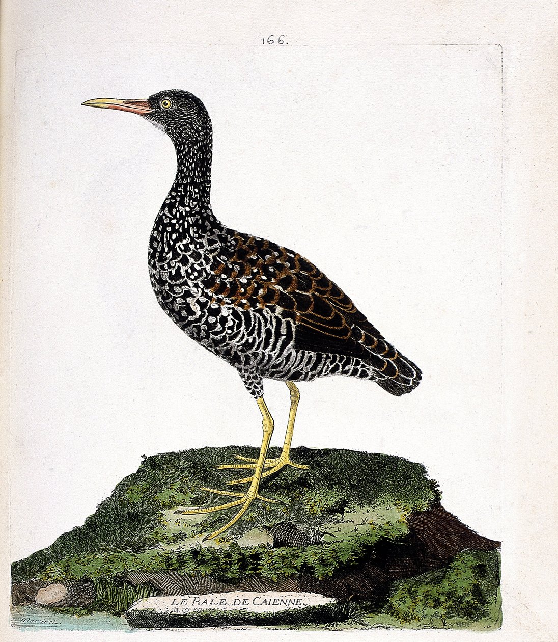 Zoological chart (ornithology): Caienne