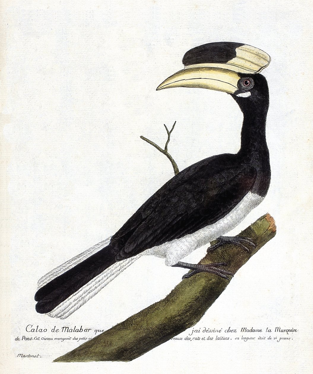 Zoological chart (ornithology): Calao de Malabar (Anthracoceros coronatus) on a branch. Illustration in 