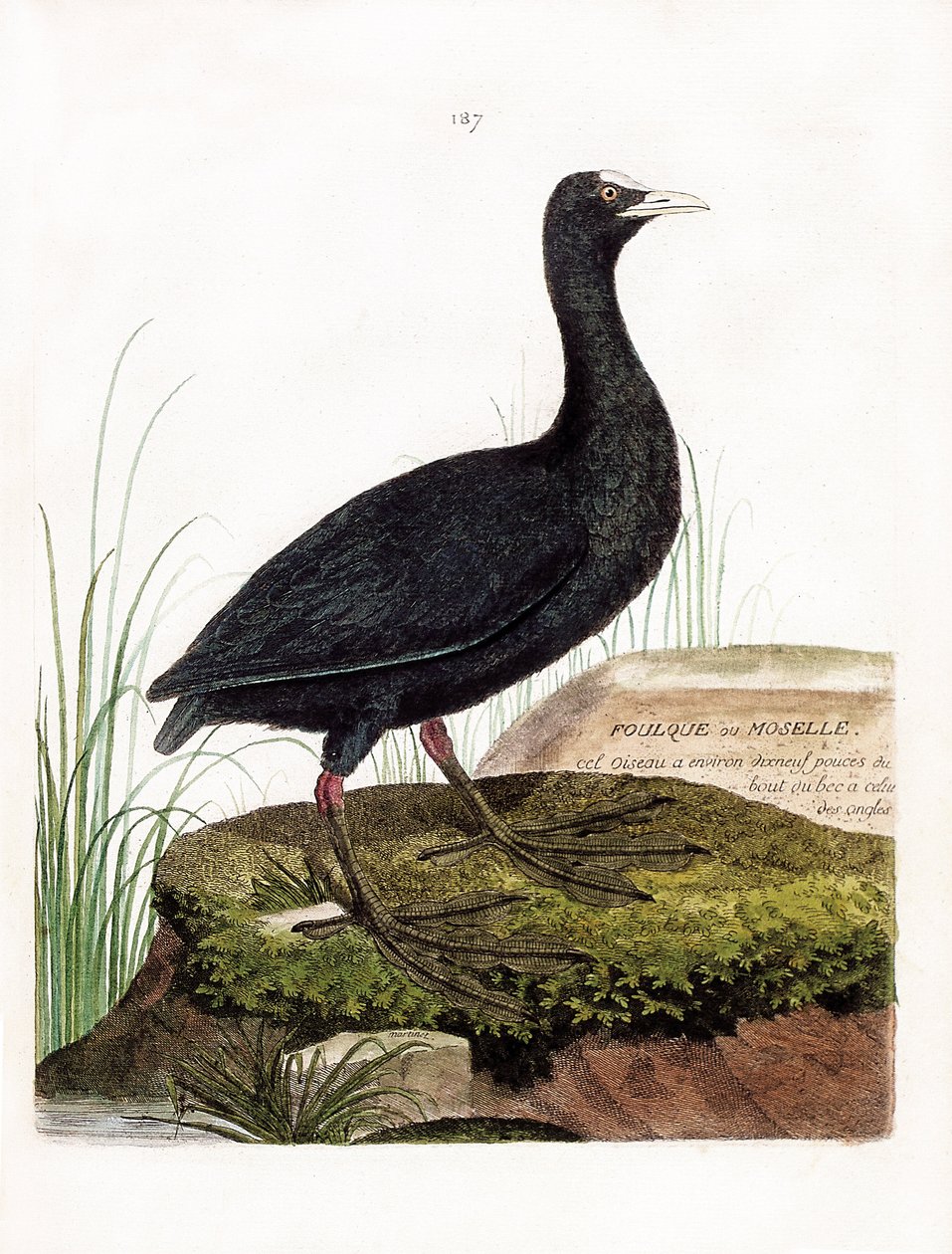 Zoological Chart (Ornithology): Coot or Moselle (Macroule Cot or Fulica Atra). Illustration in 