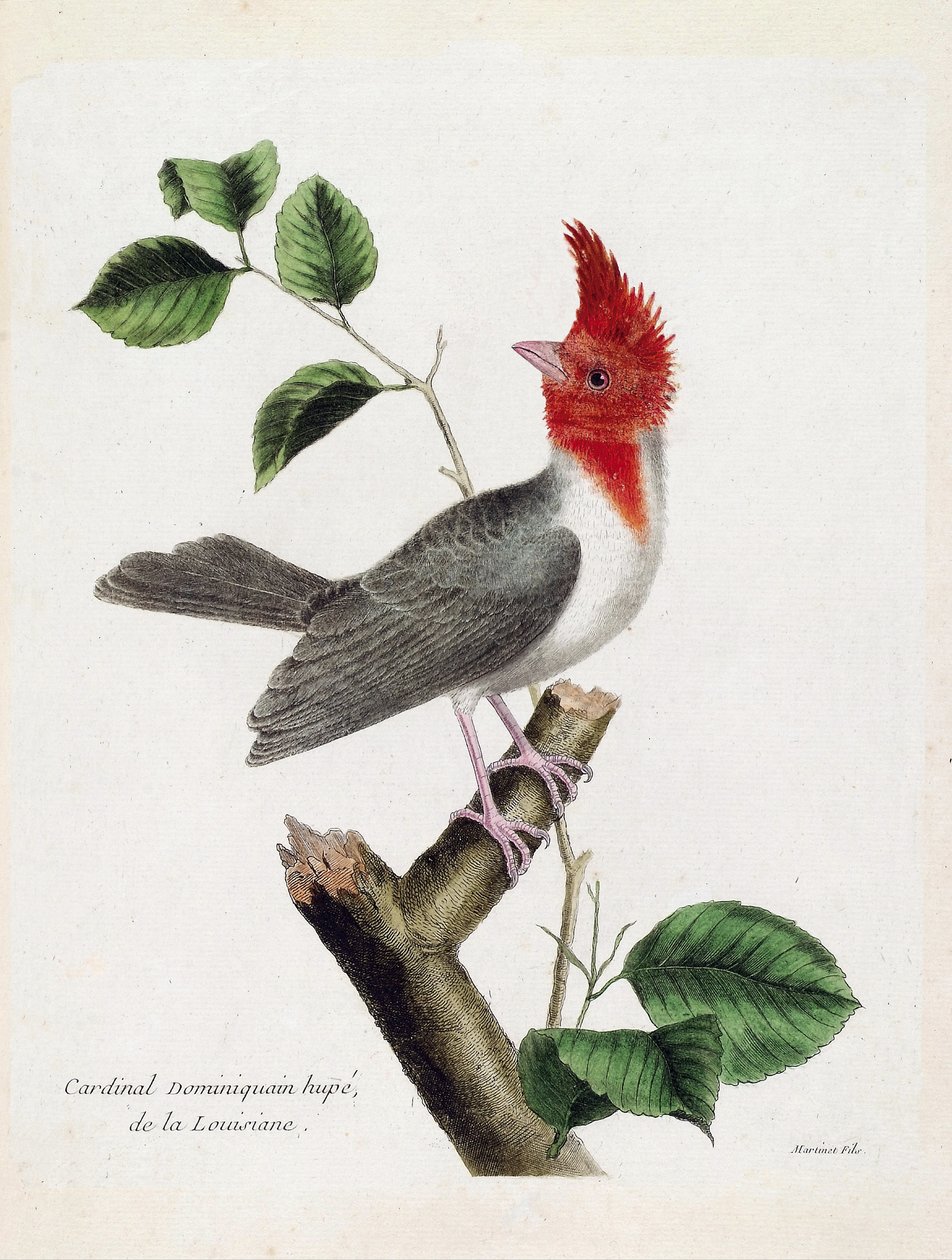 Zoological Chart (Ornithology): Dominican Cardinal Hupe (Parare Huppe or Paroaria Coronata) on a Branch. Illustration in 