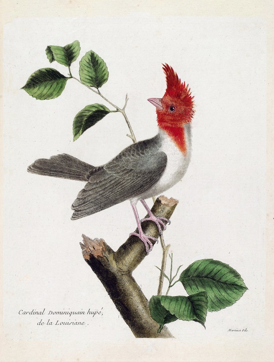 Zoological chart (ornithology): Dominican Cardinal Hupe (parare huppe or paroaria coronata) on a branch. Illustration in “The History of the Birds, Painted in Their Appearing and Sensitive Aspects” by Francois Nicolas Martinet (1731-1800). Private collecti by Francois Nicolas Martinet